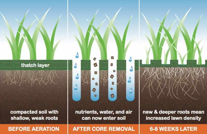 Core Aeration Benefits Shelby, MI